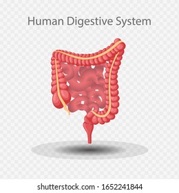 Human Digestive System Internal Anatomy, Vector illustration.