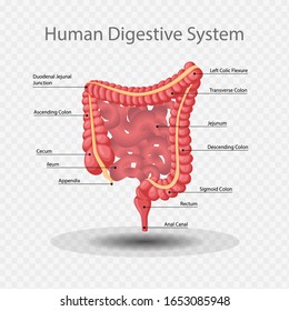 Human Digestive System Internal Anatomy Information, Vector illustration.