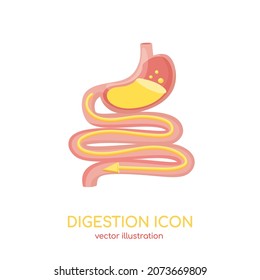 Human digestive system. Internal organs of gastrointestinal canal, stomach, intestine. Bowel, gastric tract. Vector illustration for medical app, ad of meds, dietary supplements for improved digestion