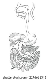 Human digestive system. Internal organs of the abdomen. Vector illustration.