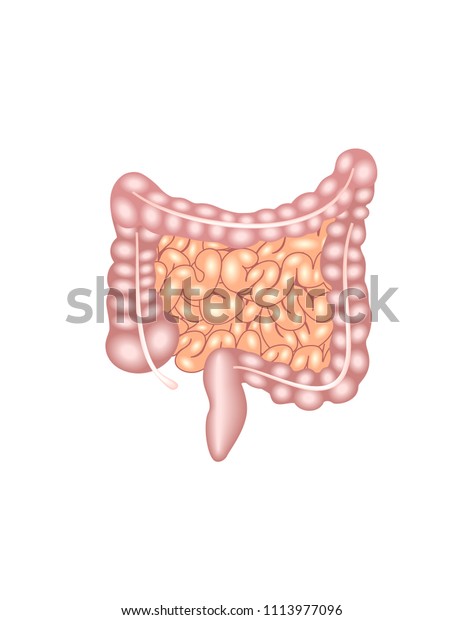 Human Digestive System Intestines Stock Vector (Royalty Free ...