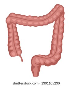 Human Digestive System Intestines Gut Anatomy. Colorful Vector Illustration In Flat Cartoon Style.