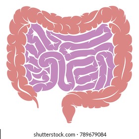 Human Digestive System Intestines Gut Anatomy Gastrointestinal Tract Diagram