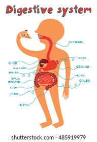 Human digestive system for kids. Vector color cartoon illustration. 