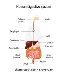 human digestive system. location of the gastrointestinal tract in the human body. text labels