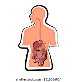 Human digestive system in a man body. Colored sketch. Vector illustration design