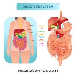 Human digestive system medical anatomical vector illustration diagram with inner organs. Female patient. Medical information labeled poster.