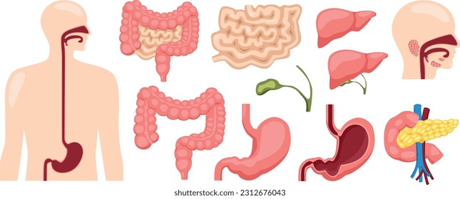Human digestive system medical illustration for doctoral training curriculum isolated on white background