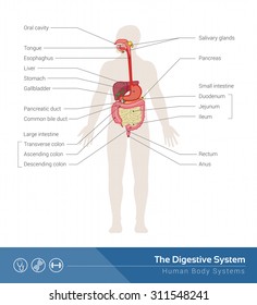 The human digestive system medical illustration with internal organs