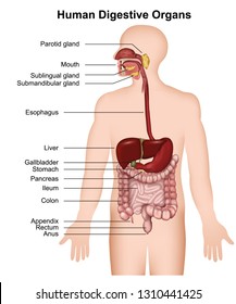 The Human Digestive System ,medical Vector Illustration On White Background