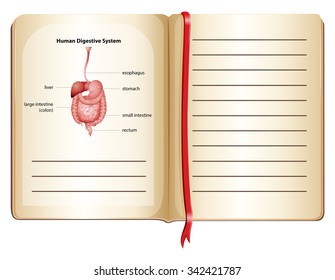 Human digestive system on page illustration