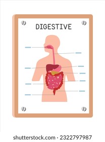 Estilo de caricatura del clíparte del afiche del sistema digestivo humano, diseño vectorial. Uso en el concepto de caricatura de carteles en hospitales o clínicas. Estilo de caricatura del diagrama de sistemas digestivos. Concepto de hospital, departamento clínico
