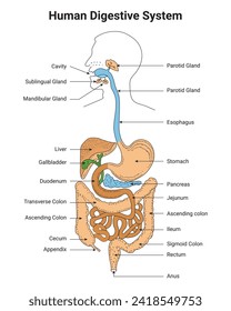 Ilustración del vector de diseño de ciencia del sistema digestivo humano