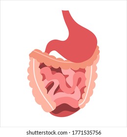 Human digestive system. Stomach, gut, small and large intestine. Digestive tract. Vector flat illustration