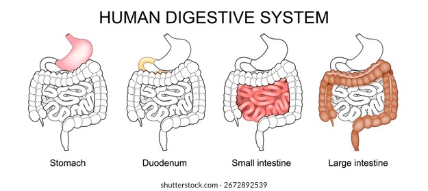 Human digestive system. Stomach, Large intestine, Small intestine and Duodenum. Detailed vector poster