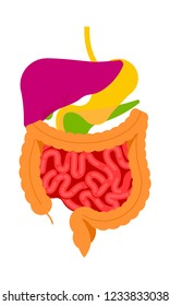 Human Digestive System. The stomach, liver, spleen, gallbladder, small intestine and large intestine. Human body inside.