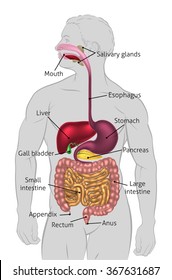 The human digestive system, digestive tract or alimentary canal with labels. Labelled with US spellings (i.e. Esophagus)