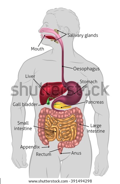 The human digestive system, digestive tract\
or alimentary canal with labels. Labelled with UK spellings and\
labels like those in the GCSE\
syllabus