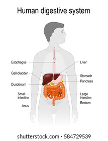 The human digestive system or digestive tract. Labelled. the location of the gastrointestinal tract in the human body. silhouette of a man. vector illustration. easy to edit