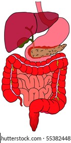 Human Digestive System Tract Vector Diagram With All Parts Stomach Bladder Liver Pancreas Large Small Intestine Rectum Anatomical Structure Of Abdomen Anatomy Of Abdominal Area Science Education 
