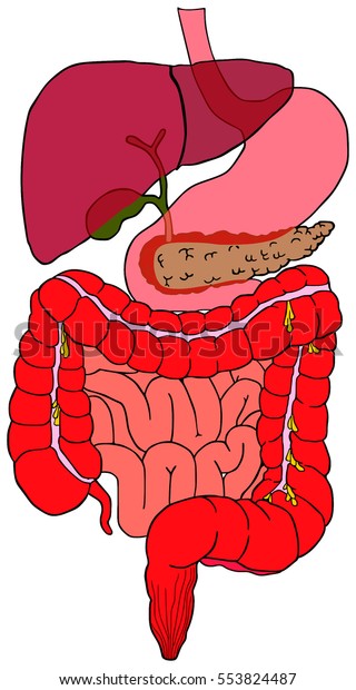 腹部科学教育の腹部解剖学の全部の胃膀胱肝臓膵大小腸の解剖学的構造を持つヒト消化器系ベクター図 のベクター画像素材 ロイヤリティフリー