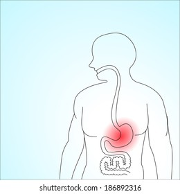 Human digestive system, vector