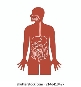 human digestive system, vector art.