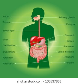 The Human Digestive System In Vector Format