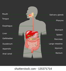 The human digestive system in vector format