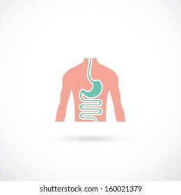 Human Digestive System - Vector Illustration