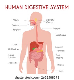 Human Digestive System Vector Illustration with Labeled Organs Anatomy of the Gastrointestinal Tract - Educational Medical Diagram Human Digestion Infographic Showing Esophagus, Stomach.