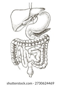 Human digestive system vector illustration