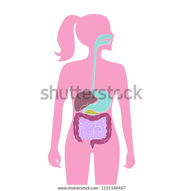 Human Digestive System Vector Illustration Design Stock Vector (Royalty ...