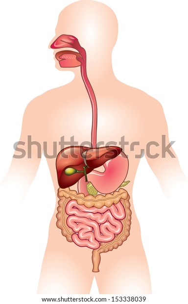 Human digestive\
system vector\
illustration