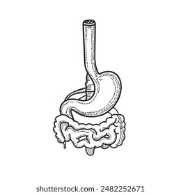 human digestive system vintage illustration