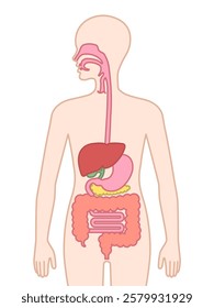 The human digestive systems isolated on white background