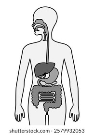 The human digestive systems isolated on white background