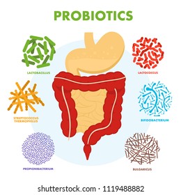 Human digestive tract system with probiotics. Human intestine microflora. Microscopic probiotics, good bacterial flora, viruses in intestine. Vector