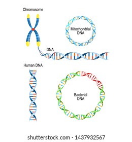 Human DNA - Double Helix, Circular Prokaryote Chromosome (Bacterial DNA), And Mitochondrial DNA. Types Of Deoxyribonucleic Acid