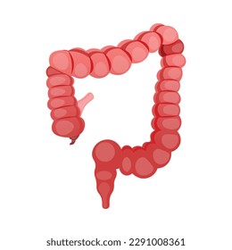 El duodeno humano ayuda a la digestión y el metabolismo, el cuerpo, el tracto alimentario, el intestino, el estómago, la eliminación de los movimientos intestinales, la digestión del estómago, las heces, la salud