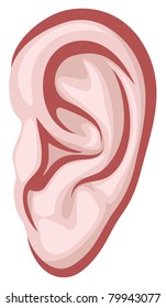 human ear