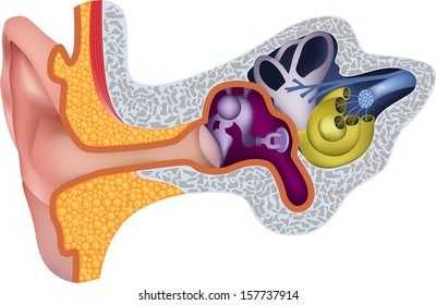 Human ear anatomy