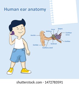 Human ear anatomy. Auditory system: able to sense and understand sound Cute Little boy listening sound sea shell. Vector illustration