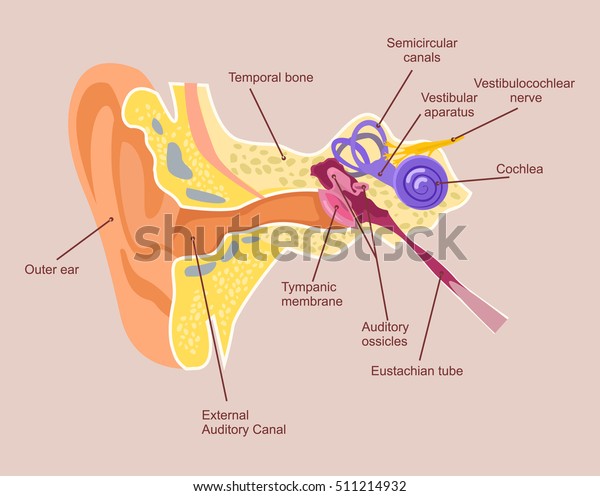 Human ear anatomy. Auditory system. Vector\
flat cartoon\
illustration