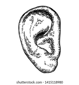 Human ear anatomy body part in engraved hand drawn style. Stylized drawing of decorative witchcraft, voodoo magic attribute. Illustration for Halloween. Vector.