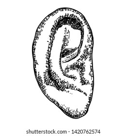 Human ear anatomy body part in engraved hand drawn style. Stylized drawing of decorative witchcraft, voodoo magic attribute. Illustration for Halloween. Vector.