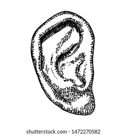 Human ear anatomy body part in engraved hand drawn style. Stylized drawing of decorative witchcraft, voodoo magic attribute. Illustration for Halloween. Vector.