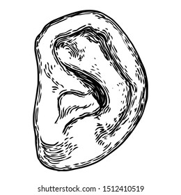 Human ear anatomy body part in engraved hand drawn style. Stylized drawing of decorative witchcraft, voodoo magic attribute. Illustration for Halloween. Vector.