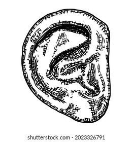 Human ear anatomy body part in engraved hand drawn style. Stylized drawing of decorative witchcraft, voodoo magic attribute. Illustration for Halloween. Vector.