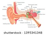 Human ear anatomy. Ears inner structure, organ of hearing vector illustration